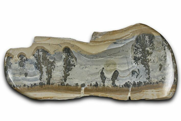 Triassic Aged Stromatolite Fossil - England #365707